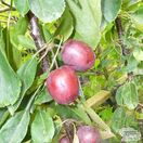 Buy Apple - Malus domestica 'Maypole' online from Jacksons Nurseries