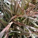 Buy Astelia nervosa 'Red Devil' (Bush Flax) online from Jacksons Nurseries.