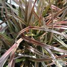 Buy Astelia nervosa 'Red Devil' (Bush Flax) online from Jacksons Nurseries.