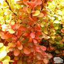 Buy Berberis thunbergii ‘Orange Rocket’ (Japanese barberry) online from Jacksons Nurseries. Guaranteed best value plants, low plant prices with fast UK delivery.