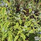 Buy Caryopteris x clandonensis Summer Sorbet (Bluebeard Lilac) online from Jacksons Nurseries