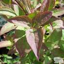 Buy Clematis montana var Grandiflora online from Jacksons Nurseries