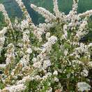 Buy Cotoneaster conspicuus Decorus (Cotoneaster) online from Jacksons Nurseries.