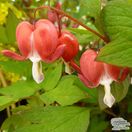 Buy Dicentra Valentine (Bleeding Heart) online from Jacksons Nurseries