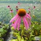 Buy Echinacea purpurea (Coneflower) online from Jacksons Nurseries.