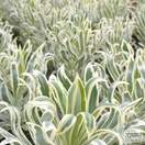 Buy Euphorbia characias 'Tasmanian Tiger' (Evergreen Spurge) online from Jacksons Nurseries