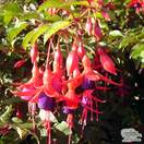 Buy Fuchsia Riccartonii (Fuchsia) online from Jacksons Nurseries