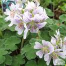 Buy Geranium renardii (Hardy geranium) online from Jacksons Nurseries