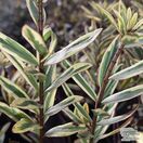 Buy Hebe ‘Eyecatcher’ online from Jacksons Nurseries