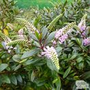 Buy Hebe ‘Pink Candy’(Shrubby Veronica) online from Jacksons Nurseries.