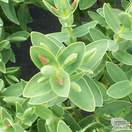 Buy Hebe albicans (Shrubby Veronica) online from Jacksons Nurseries