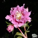Buy Helleborus ‘Double Queen Mixed’ (Lenten rose) online from Jacksons Nurseries.