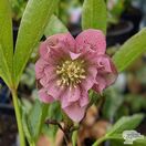 Buy Helleborus ‘Double Queen Mixed’ (Lenten rose) online from Jacksons Nurseries.