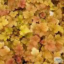 Buy Heuchera 'Autumn Glow' (Coral Bells) online from Jacksons Nurseries.