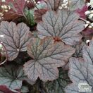 Buy Heucherella ‘Twilight’ (Foamy Bells) online from Jacksons Nurseries.