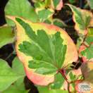 Buy Houttuynia cordata Chameleon (Chameleon Plant) online from Jacksons Nurseries.