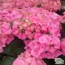 Buy Hydrangea macrophylla Bouquet-Rose (Hydrangea Mophead) online from Jacksons Nurseries