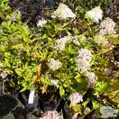 Buy Hydrangea paniculata Grandiflora (Hydrangea) online from Jacksons Nurseries.