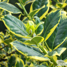 Buy Ilex aquifolium 'Golden van Tol' (Holly) online from Jacksons Nurseries