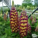 Buy Lupinus ‘Manhattan Lights’ (Westcountry Lupin) online from Jacksons Nurseries.