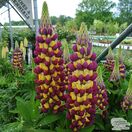 Buy Lupinus ‘Manhattan Lights’ (Westcountry Lupin) online from Jacksons Nurseries.