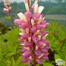 Buy Lupinus The Chatelaine (Lupins) online from Jacksons Nurseries