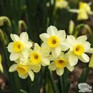 Buy Narcissus - Minnow (Bulbs) in the UK