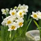 Buy Narcissus - Pheasant's Eye (Bulbs) in the UK