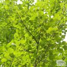 Buy Populus tremula (Aspen) online from Jacksons Nurseries