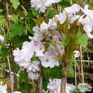 Buy Prunus Amanogawa (Japanese Flowering Cherry) online from Jacksons Nurseries
