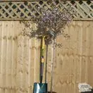 Buy Prunus incisa Mikinori (Japanese Cherry) online from Jacksons Nurseries