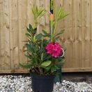Buy Rhododendron ‘Axel Olsen’