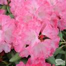 Buy Rhododendron Fantastica (Rhododendron) online from Jacksons Nurseries.