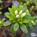 Azalea Diamond White 2