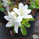 Buy Rhododendron azalea ‘Diamond White’ online from Jacksons Nurseries
