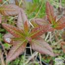 Buy Rhododendron Fireball (Deciduous Hybrid Azalea) online from Jacksons Nurseries