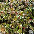 Buy Rhododendron Mother's day (Evergreen Dwarf Japanese Azalea) online from Jacksons Nurseries