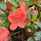 Buy Rhododendron japonica Geisha Orange 'Satschiko' (Evergreen Dwarf Japanese Azalea) online from Jacksons Nurseries