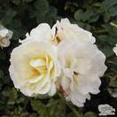 Buy Rosa Elina (Hybrid Tea Rose) online from Jacksons Nurseries