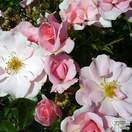 Buy Rosa Queen Mother (Patio Rose) online from Jacksons Nurseries