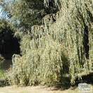 Buy Salix x sepulcralis Chrysocoma (Golden Weeping Willow) online from Jacksons Nurseries