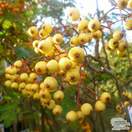 Buy Sorbus aucuparia Joseph Rock (Rowan) online from Jacksons Nurseries