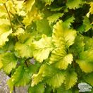 Ulmus x hollandica 'Wredei' (Upright Golden Elm)