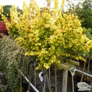 Ulmus × hollandica 'Wredei' (Upright Golden Elm)