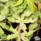 Buy Acer palmatum Ukigumo online from Jacksons Nurseries