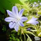 Buy Agapanthus ‘Golden Drop’ (African Lily) online from Jacksons Nurseries