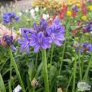 Buy Agapanthus 'Sofie' (African Lily) online from Jacksons Nurseries