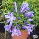 Buy Agapanthus 'Sofie' (African Lily) online from Jacksons Nurseries