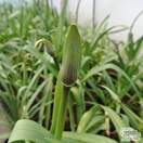 Buy Agapanthus Black Pantha (African Lily) online from Jacksons Nurseries