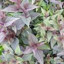 Buy Ageratina altissima 'Chocolate' (syn. Eupatorium) (White Snake Root) online from Jacksons Nurseries